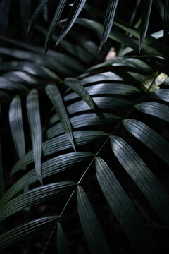 View of dark green palm fronds with detailed textures in the shade in Dee Why, New South Wales, Australia.