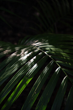 View of a lush green palm leaf with sunlight filtering through the fronds, creating patterns of light and shadow in Dee Why, New South Wales, Australia.