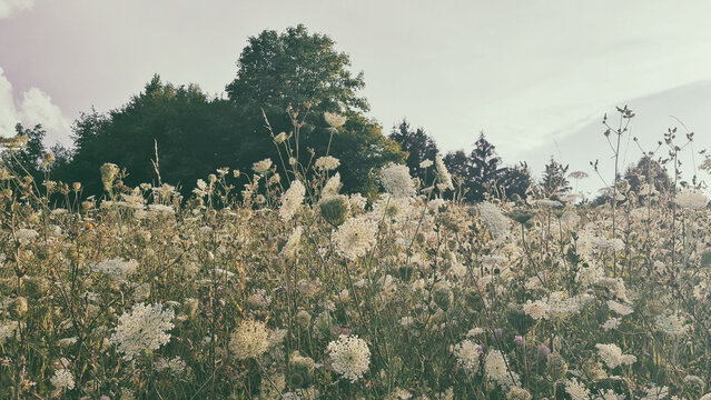 Wild Carrot Blossoms Blooming in a Summer Countryside Field