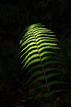 View of a single green fern leaf illuminated by a spotlight against a dark background in Dee Why, New South Wales, Australia.