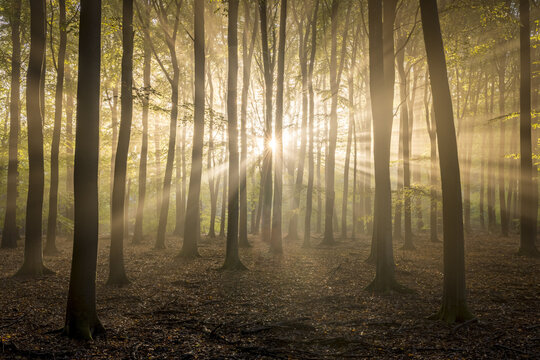 View of sunbeams filtering through the trees in a forest with a ground covered in fallen leaves in the Netherlands.