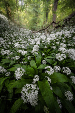 View of wild garlic flowers blooming in a lush forest with sunlight filtering through the trees in the Netherlands.