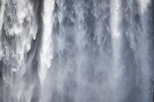 View of Skogafoss waterfall with powerful cascading water and a bird flying in the mist in Rangarthing eystra, Iceland.