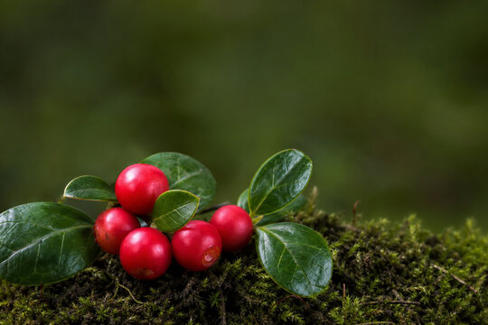 checkerberry. Checkerberry fruits and green leaves on forest moss, wild nature and harvest concept, representing seasonal cycles and harvest abundance.