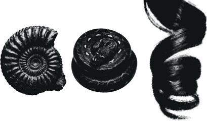 Ammonite fossils in halfone pattern during studio lighting with copy space © Style Craft