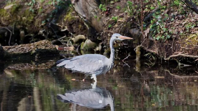 Grey heron, Ardea cinerea, a massive gray bird wading through a flat lake searching for fish, with fluffy feathers, large beak, long feathers on back side of head, scene from wild nature