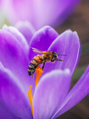 Honey bee on purple crocus flower, beautiful dreamy macro photo with shallow depth of field, soft spring light, and blurred natural background © Macro Viewpoint