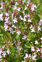 Fototapeta premium The beautiful, fragrant flowers of Thymus vulgaris: a plant highly prized in both cooking and herbalism.