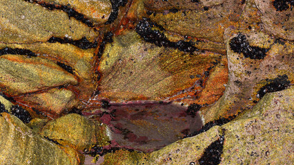 Colonies of small mussels on the large, colourful rocks at low tide. © Delfim Sa Neiva