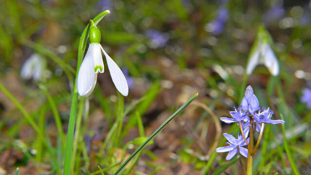 Galanthus nivalis and Scilla bifolia in the forest undergrowth in Transylvania, in late winter.
