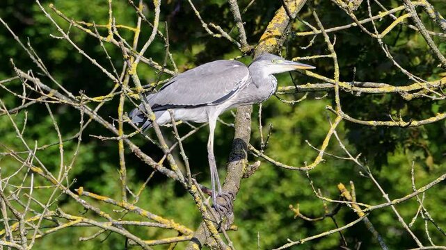 Grey heron, Ardea cinerea, a massive gray bird wading through a flat lake searching for fish, with fluffy feathers, large beak, long feathers on back side of head, scene from wild nature
