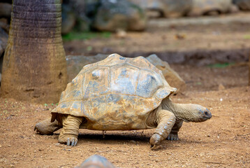Obraz premium Galapagos tortoises close-up in their natural habitat. Giant tortoises in Mauritius, a rare endemic species. Elephant tortoise.