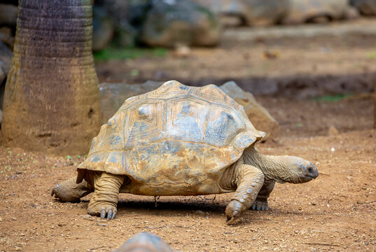 Galapagos tortoises close-up in their natural habitat. Giant tortoises in Mauritius, a rare endemic species. Elephant tortoise.
