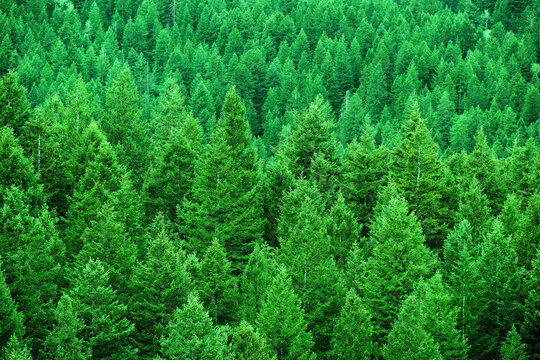 Lush Green Pine Forest or Forrest in the Mountains Natural Beauty and Healthy Environment