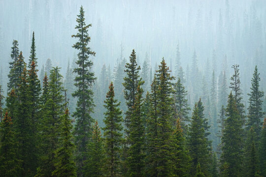 Lush Green Pine Forest or Forrest in the Mountains Natural Beauty and Healthy Environment
