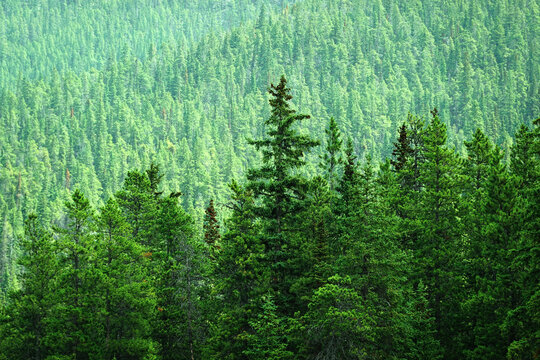 Lush Green Pine Forest or Forrest in the Mountains Natural Beauty and Healthy Environment