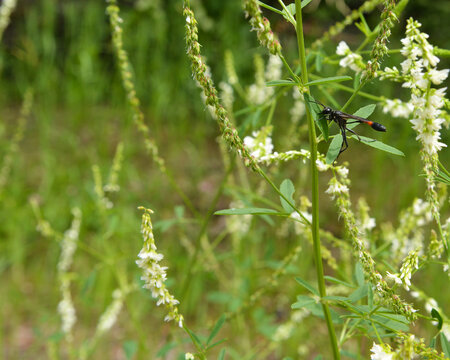 Ammophila Azteca  Thread-Waisted Wasp Perched On White Flower Stem. Ontario, Canada