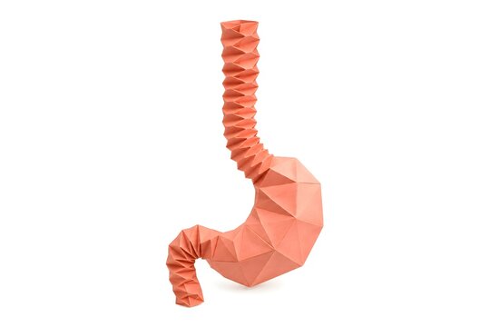 Paper Origami Esophagus Tube with Curved Folds Isolated on White Background
