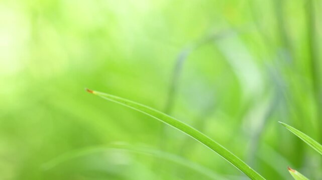 Male Banded demoiselle perched at the tip of an Hemerocalle leaf taking off in summer. Calopteryx splendens, Hemerocallis sp, Indre-et-Loire, r&eacute;gion Centre Val de Loire, France, European Union, Europe