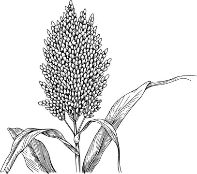 L&iacute;nea detallada de una cabeza y hojas de planta de sorgo