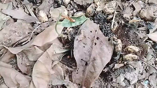 Cempedak Seedling Sprouting From Seed on Forest Floor in Kalimantan Indonesia