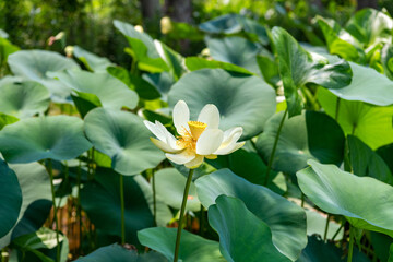 Fototapeta premium White Sacred Lotus Bloom Standing Above Pond Leaves In Kenilworth Aquatic Gardens Washington DC