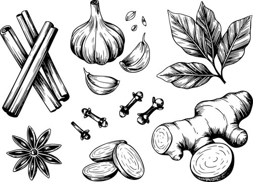 Dibujo a mano de varias especias y hierbas sobre fondo blanco