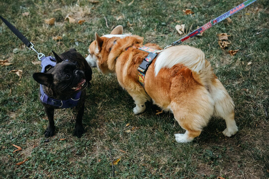 Pembroke Welsh Corgi and French Bulldog greeting each other during a walk in the park. Friendly interaction between two companion dogs on leashes