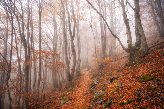 Misty autumn beech forest trail covered in fallen copper leaves leading into thick fog