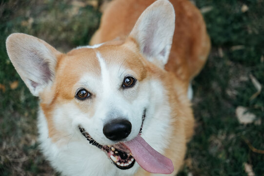 Detailed close up portrait of a Pembroke Welsh Corgi with expressive eyes and happy expression. Friendly companion dog photographed outdoors