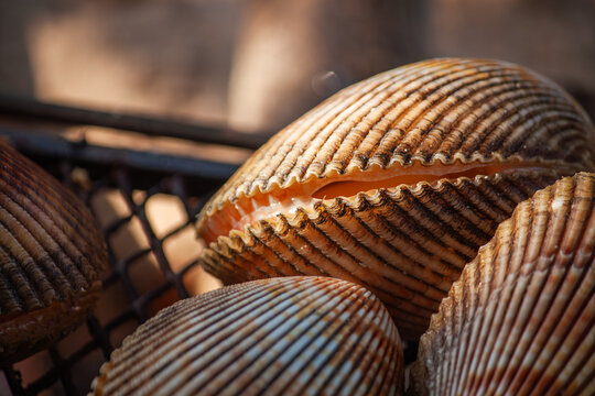 View of fresh cockles grilling on a metal grate on the beach, Phu Quoc, Kien Giang, Vietnam.