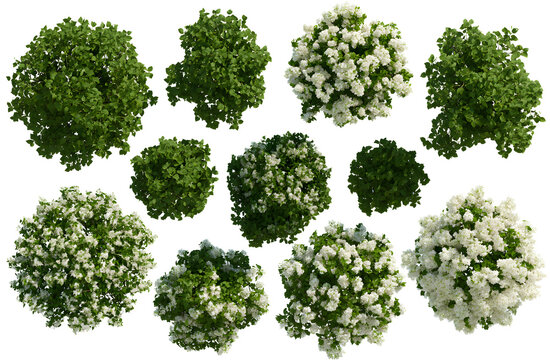 A Syringa reticulata Ivory silk tree, viewed from above, cutout with a transparent background, ideal for isolation, displaying realistic tree canopies in diverse shapes