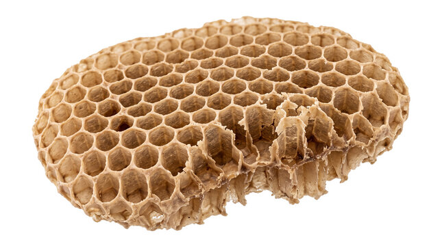 Irregular fragment of a natural beeswax honeycomb showcasing a complex matrix of perfect empty hexagonal cells