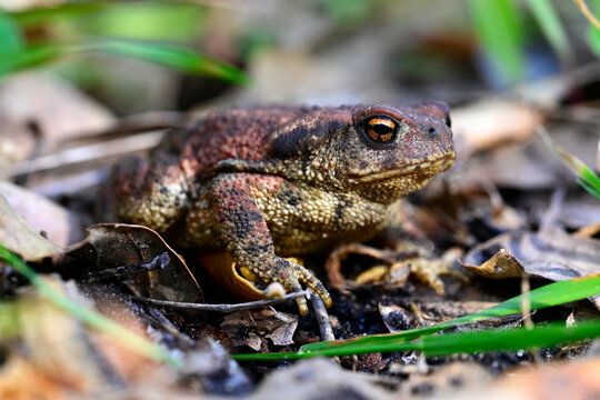 Spiny toad // Westliche Erdkr&ouml;te, Mittelmeer-Erdkr&ouml;te (Bufo spinosus) - Carrapateira, Algarve, Portugal