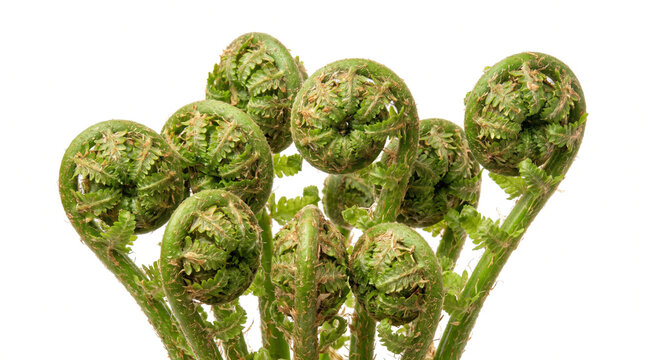 Vibrant green fern fiddleheads tightly coiled in a delicate spiral before fully unfurling