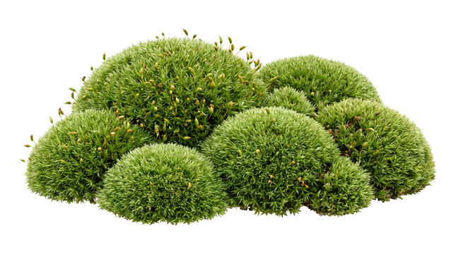 Lush green moss mounds dotted with numerous tiny emerging brown sporophyte capsules