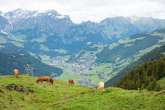 pasture with grazing cows, view to Engelberg tourist resort and swiss alps