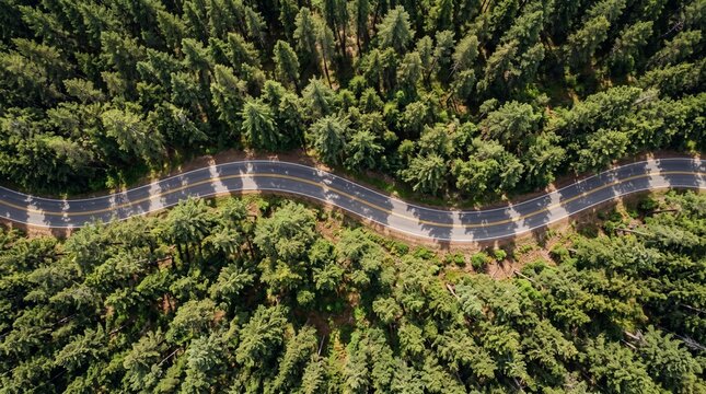 Serpentine Road Through Forest: An aerial view captures a winding road curving through a dense, sun-dappled forest, showcasing the beauty of nature's path.