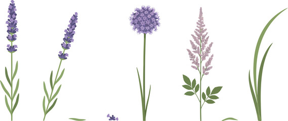 Elegant purple lavender and allium flower vector icon set featuring blooming botanical herbs with wild grasses isolated on white background for wellness designs © Armina