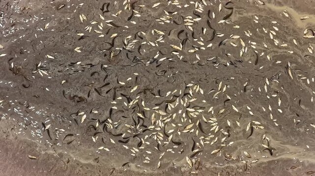 Aerial view of numerous dead fish scattered across the surface of muddy water in Latvia.