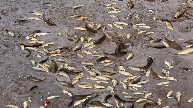 Aerial view of numerous dead fish floating in murky water, highlighting an environmental disaster in Latvia.
