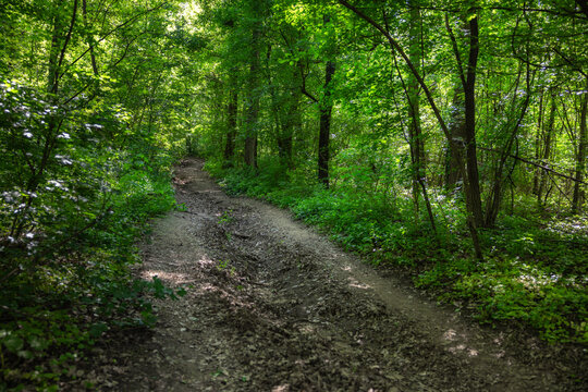 Forest path winding through vibrant green trees