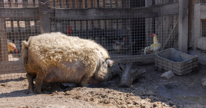 Mangalica pig sleeping soundly in a rural pen