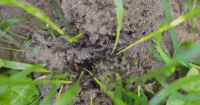 Ants creating ant hill nest in garden soil