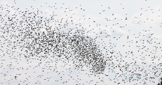 Gathering of individual birds to forage