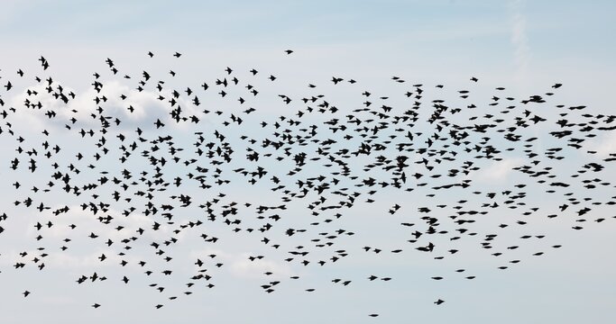 Gathering of individual birds to forage
