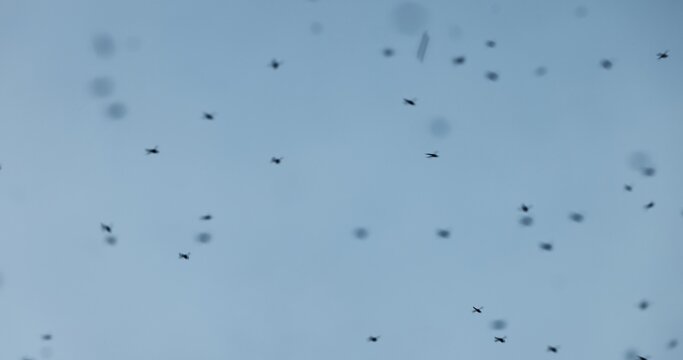 Mosquito swarm at summer in the sky