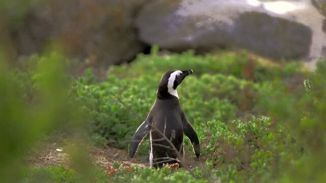African penguin resting in coastal vegetation while looking around at Boulders Beach near Simon's Town, South Africa.