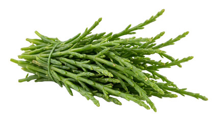 Fototapeta premium Fresh sea samphire bunch. Green salicornia vegetable isolated on white background.