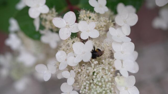 Close-up of Bumble Bee Pollinating White Hydrangea Flower in Summer Garden. Bumblebee collects nectar. Nature. White hydrangea flowers close-up. Insects in a summer garden or park.